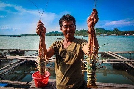 5 hòn đảo ở Việt Nam là nơi lý tưởng để thưởng thức ngon 'tôm hùm-giá rẻ'