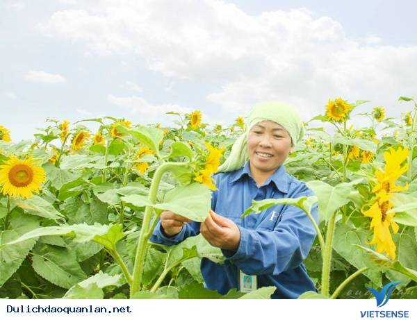Những thông tin mới nhất về hướng dương nghệ an năm 2015 - Ảnh 1 Những thông tin mới nhất về hướng dương nghệ an năm 2015 - Ảnh 1