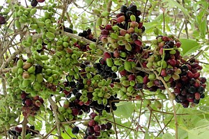 Bỏ qua núi 9 tô Trâm mùa ngớ ngẩn Bỏ qua núi 9 tô Trâm mùa ngớ ngẩn