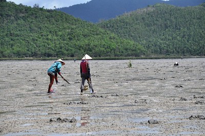 Cận Cảnh Săn "Vàng Ròng" Trên Đảo Quan Lạn Cận Cảnh Săn "Vàng Ròng" Trên Đảo Quan Lạn