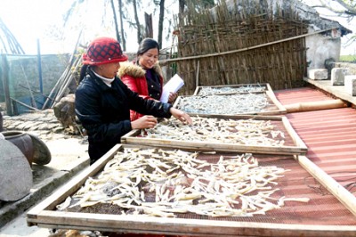 Phụ Nữ Quan Lạn Làm Giàu Từ Biển Phụ Nữ Quan Lạn Làm Giàu Từ Biển