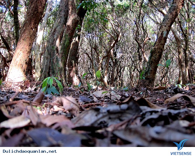 Rừng Trâm đảo Minh Châu – Vân Đồn - Ảnh 3 Rừng Trâm đảo Minh Châu – Vân Đồn - Ảnh 3