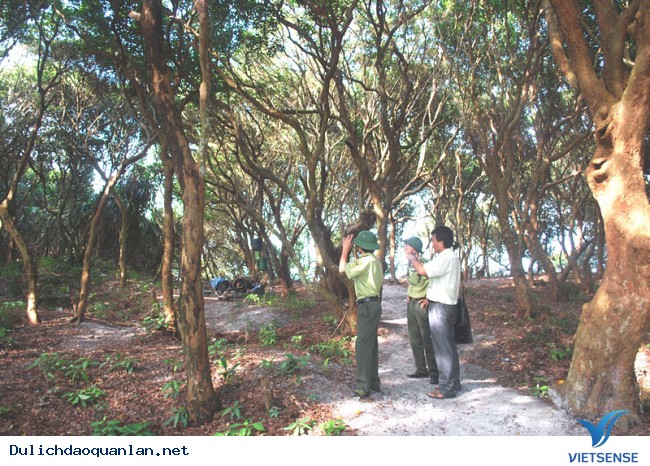 Rừng Trâm đảo Minh Châu – Vân Đồn - Ảnh 4 Rừng Trâm đảo Minh Châu – Vân Đồn - Ảnh 4