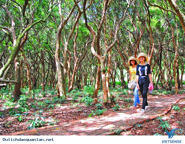 Rừng Trâm đảo Minh Châu – Vân Đồn - Ảnh 1 Rừng Trâm đảo Minh Châu – Vân Đồn - Ảnh 1