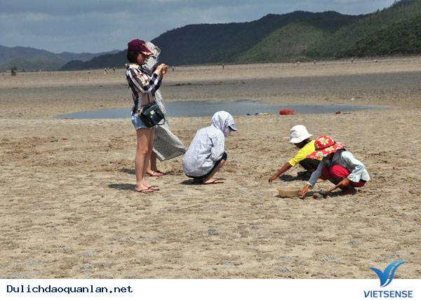 Cận Cảnh Săn "Vàng Ròng" Trên Đảo Quan Lạn - Ảnh 3 Cận Cảnh Săn "Vàng Ròng" Trên Đảo Quan Lạn - Ảnh 3