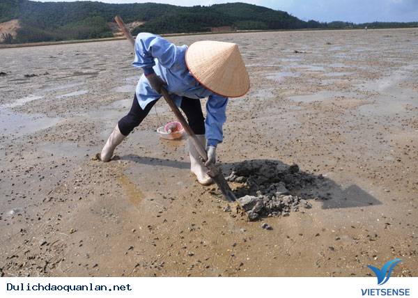 Cận Cảnh Săn "Vàng Ròng" Trên Đảo Quan Lạn - Ảnh 2 Cận Cảnh Săn "Vàng Ròng" Trên Đảo Quan Lạn - Ảnh 2