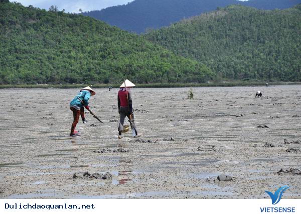 Cận Cảnh Săn "Vàng Ròng" Trên Đảo Quan Lạn - Ảnh 1 Cận Cảnh Săn "Vàng Ròng" Trên Đảo Quan Lạn - Ảnh 1