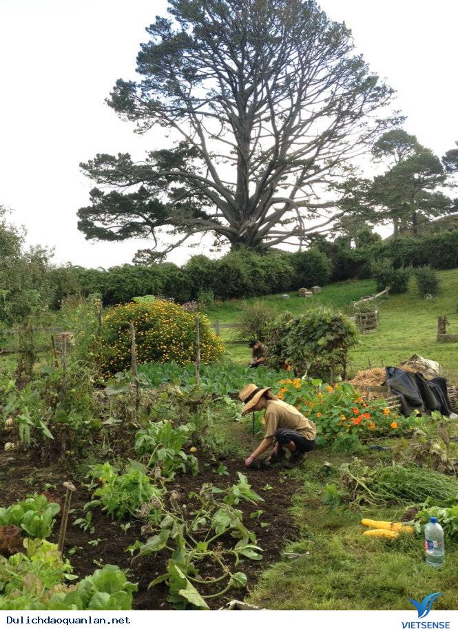 Chiêm ngưỡng bộ phim Hobbiton - Ảnh 1 Chiêm ngưỡng bộ phim Hobbiton - Ảnh 1