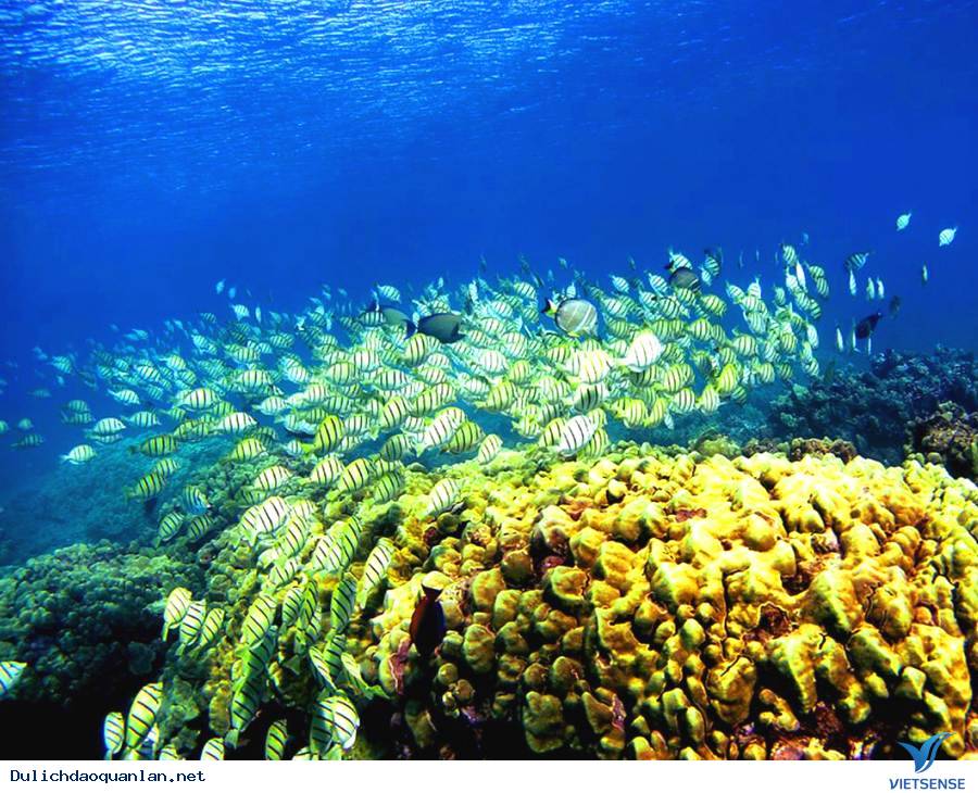 Đảo ba Mùn- Viên Ngọc Xanh Của Quan Lạn - Ảnh 4 Đảo ba Mùn- Viên Ngọc Xanh Của Quan Lạn - Ảnh 4