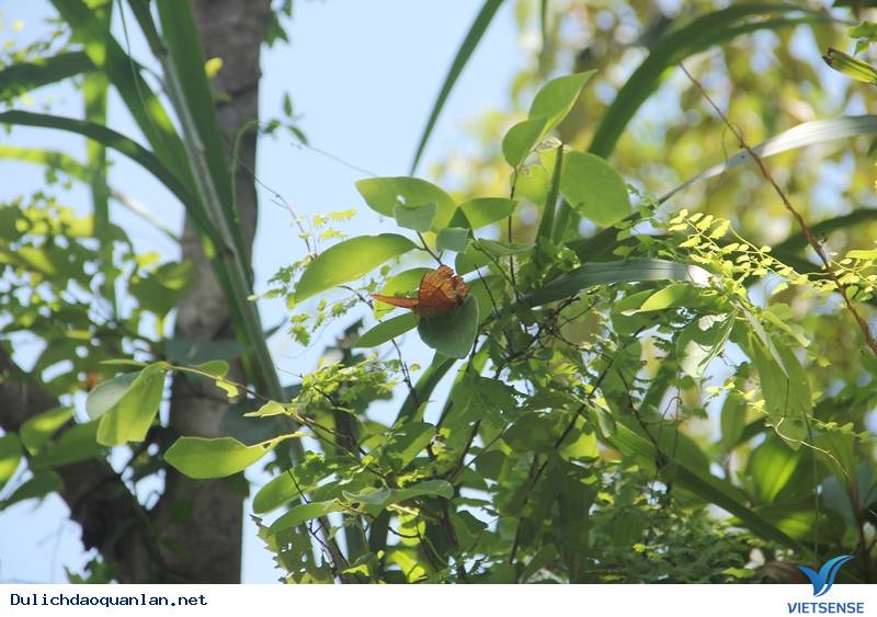 Đảo ba Mùn- Viên Ngọc Xanh Của Quan Lạn - Ảnh 3 Đảo ba Mùn- Viên Ngọc Xanh Của Quan Lạn - Ảnh 3