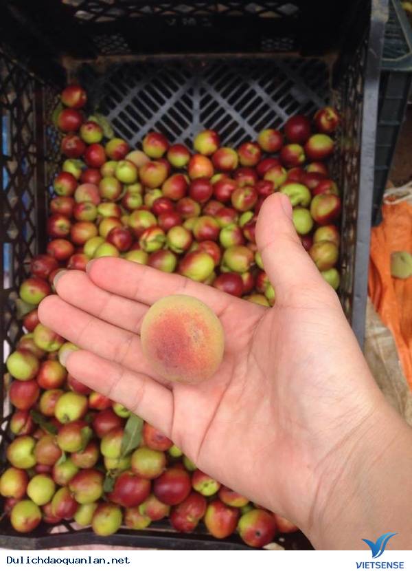 hành trình Mộc Châu 30/4 trong vườn chọn hương thơm tươi đào mận - Ảnh 1 hành trình Mộc Châu 30/4 trong vườn chọn hương thơm tươi đào mận - Ảnh 1