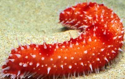 Hải Sâm Quan Lạn - Ảnh 1