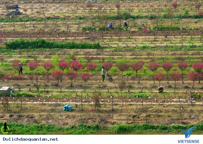 Hoa Đào Nhuộm Đỏ Nhật Tân Sau Tết Nguyên Đán - Ảnh 7 Hoa Đào Nhuộm Đỏ Nhật Tân Sau Tết Nguyên Đán - Ảnh 7