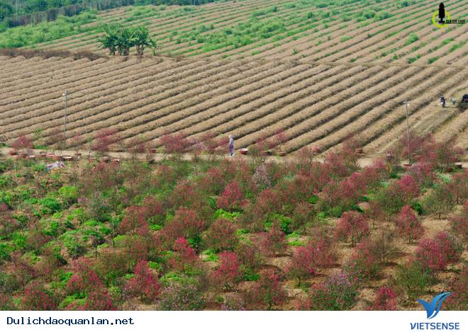 Hoa Đào Nhuộm Đỏ Nhật Tân Sau Tết Nguyên Đán - Ảnh 5 Hoa Đào Nhuộm Đỏ Nhật Tân Sau Tết Nguyên Đán - Ảnh 5