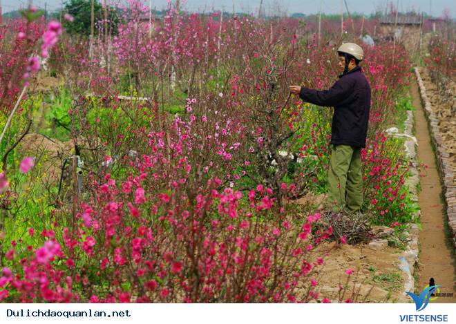 Hoa Đào Nhuộm Đỏ Nhật Tân Sau Tết Nguyên Đán - Ảnh 6 Hoa Đào Nhuộm Đỏ Nhật Tân Sau Tết Nguyên Đán - Ảnh 6