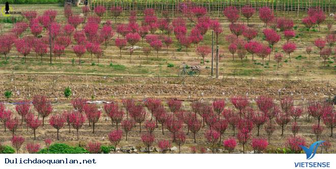 Hoa Đào Nhuộm Đỏ Nhật Tân Sau Tết Nguyên Đán - Ảnh 3 Hoa Đào Nhuộm Đỏ Nhật Tân Sau Tết Nguyên Đán - Ảnh 3