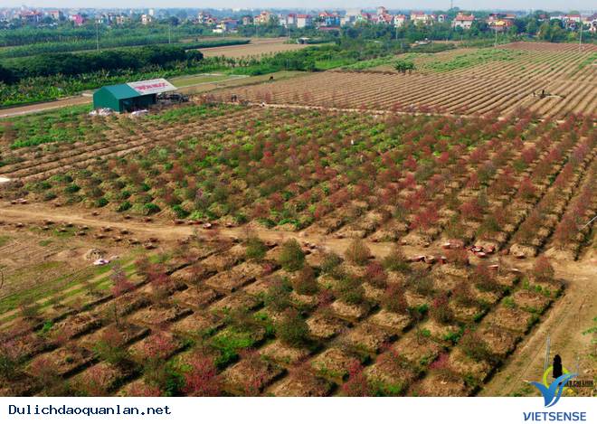 Hoa Đào Nhuộm Đỏ Nhật Tân Sau Tết Nguyên Đán - Ảnh 4 Hoa Đào Nhuộm Đỏ Nhật Tân Sau Tết Nguyên Đán - Ảnh 4