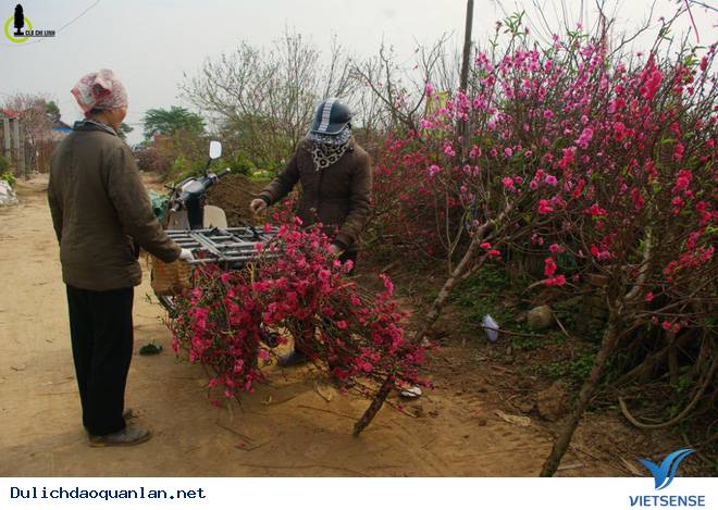 Hoa Đào Nhuộm Đỏ Nhật Tân Sau Tết Nguyên Đán - Ảnh 8 Hoa Đào Nhuộm Đỏ Nhật Tân Sau Tết Nguyên Đán - Ảnh 8
