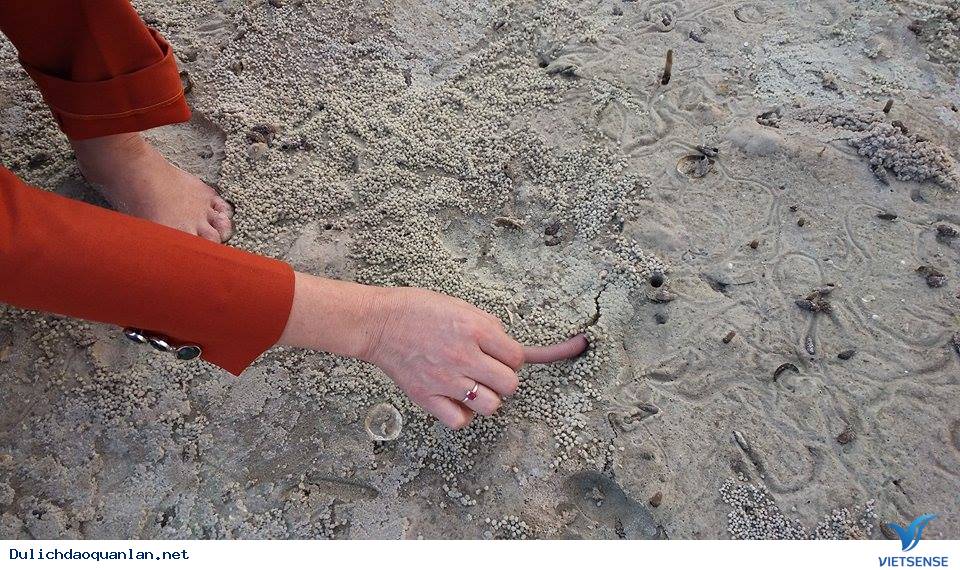 Bắt Sá Sùng tại đảo Quan Lạn