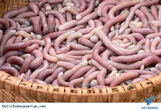 Quan Lạn có những đặc sản quý hiếm - Ảnh 1