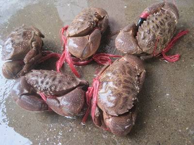 Những Đặc Sản Hấp Dẫn Trên Đảo Quan Lạn ( P1 ) - Ảnh 3