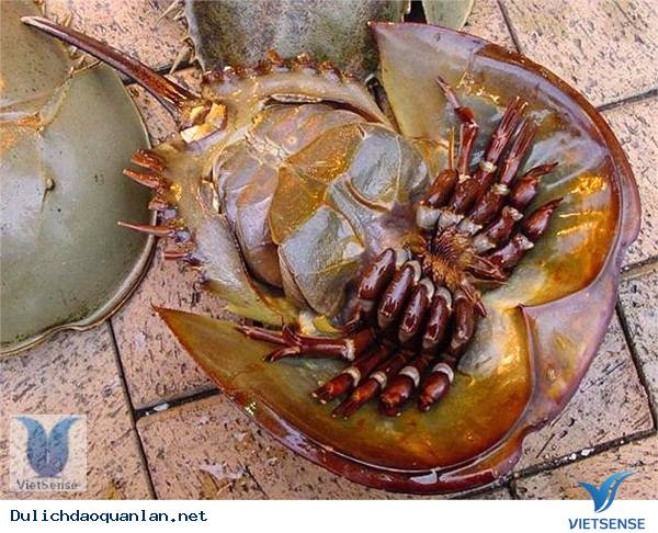 Tám món đặc sản không thể bỏ qua ở Quảng Ninh