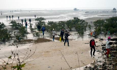 Về Quan Lạn Xem Đào Rơi - Ảnh 1